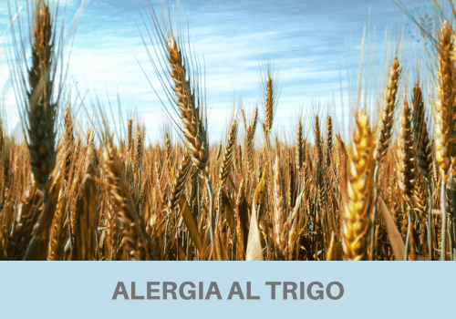 alergia al trigo